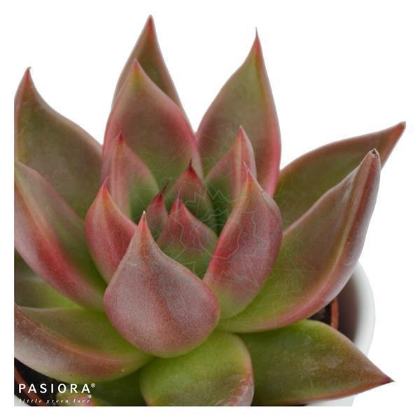 Succulent Selection, 10 pieces