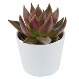 Echeveria agavoides Mars - 6cm