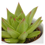 Echeveria agavoides Lipstick - 6cm