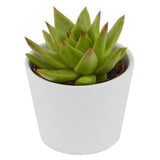 Echeveria agavoides Lipstick - 6cm