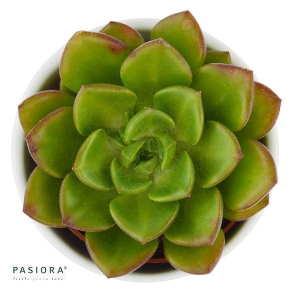 Enchanté Echeveria, 3 pieces