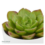 x Sedeveria Letizia - 5.5cm