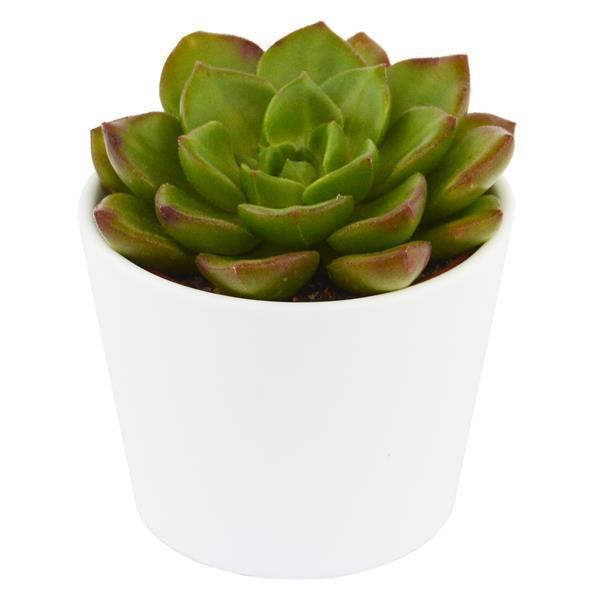 x Sedeveria Letizia - 5.5cm