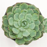 Echeveria Garoto - 10.5cm