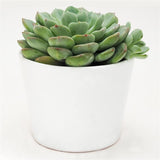 Echeveria Garoto - 10,5cm