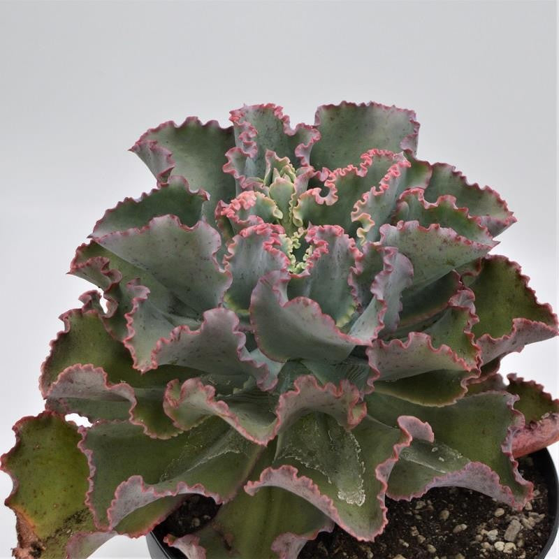 Echeveria Giant Blue - 18cm