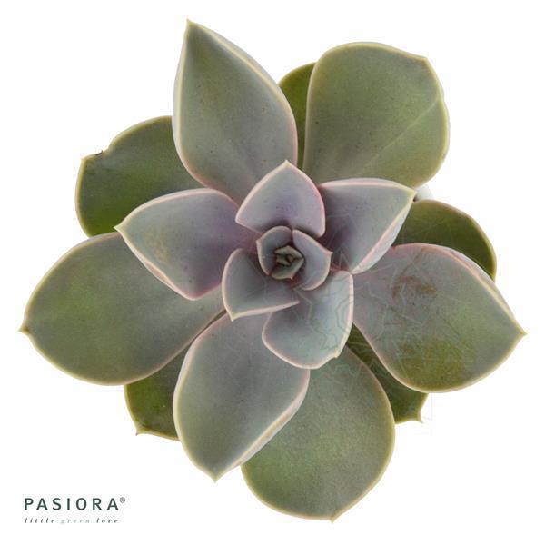 Enchanté Echeveria, 3 pieces