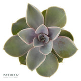 Enchanté Echeveria, 3 pieces