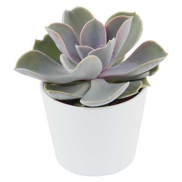 Enchanté Echeveria, 10 pieces