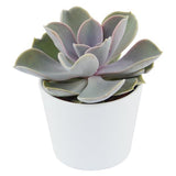 Enchanté Echeveria, 10 pieces