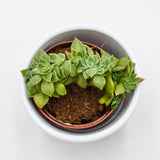 Echeveria gilva Cristata - 5,5cm