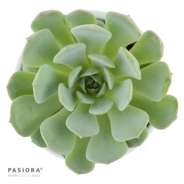 Enchanté Echeveria, 3 pieces