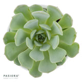 Enchanté Echeveria, 3 Stück