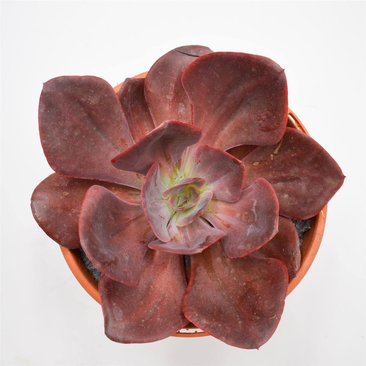 Echeveria Goiabinha - 17cm