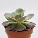 Echeveria Green Pacific - 14cm