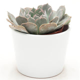 Echeveria Grey Prince - 9cm