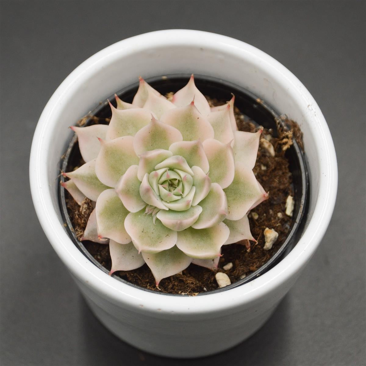 Echeveria halbingeri f. variegata - 6cm