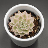 Echeveria halbingeri f. variegata - 6cm