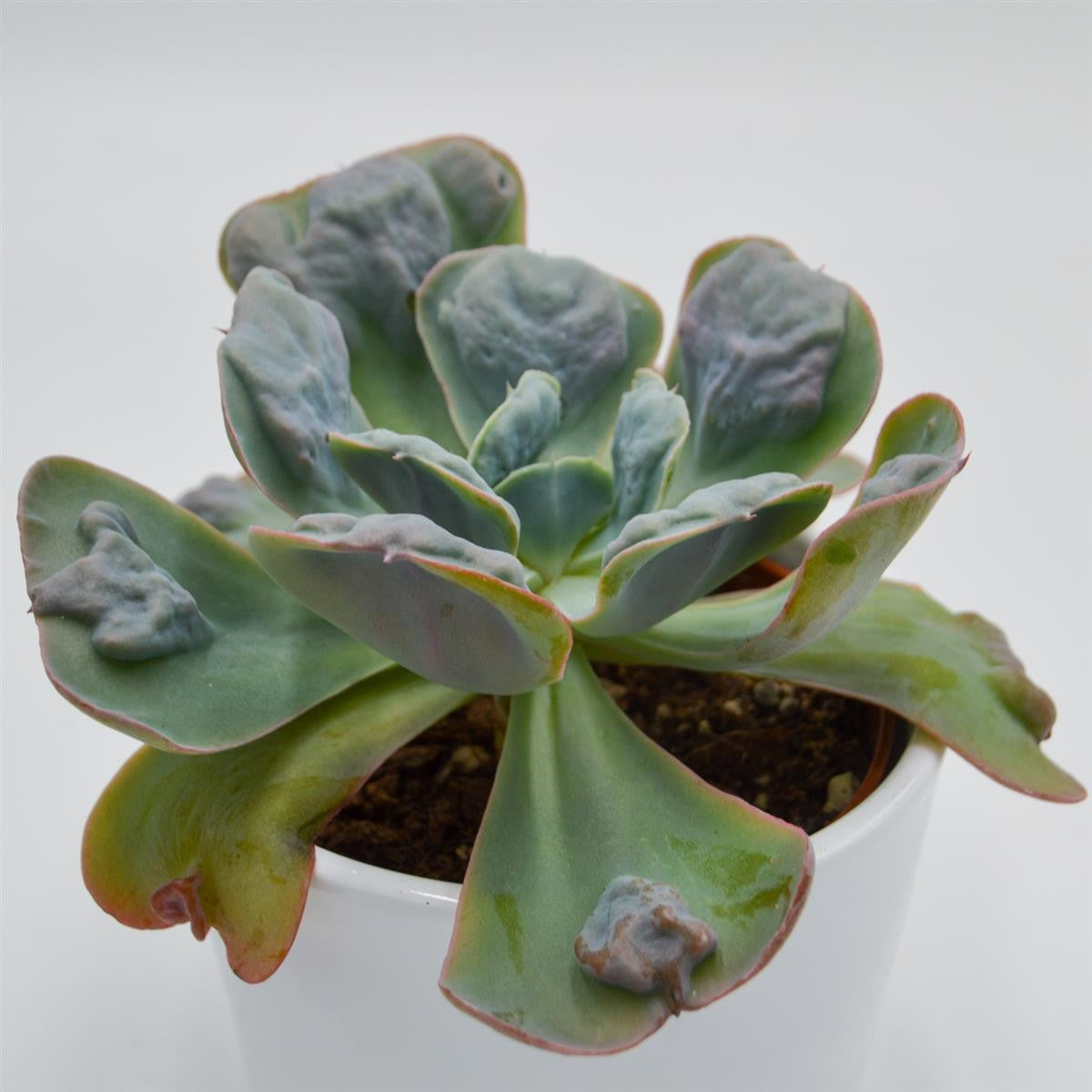 Echeveria Hearts Delight - 10.5cm