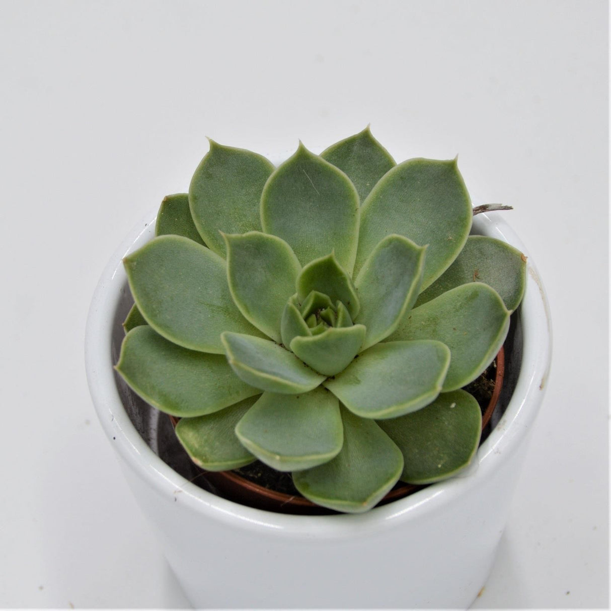 Echeveria hyalina green - 5.5cm