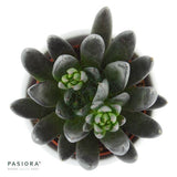 Enchanté Echeveria, 3 pieces