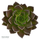 Enchanté Echeveria, 3 pieces
