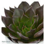 Succulent Selection, 10 pieces