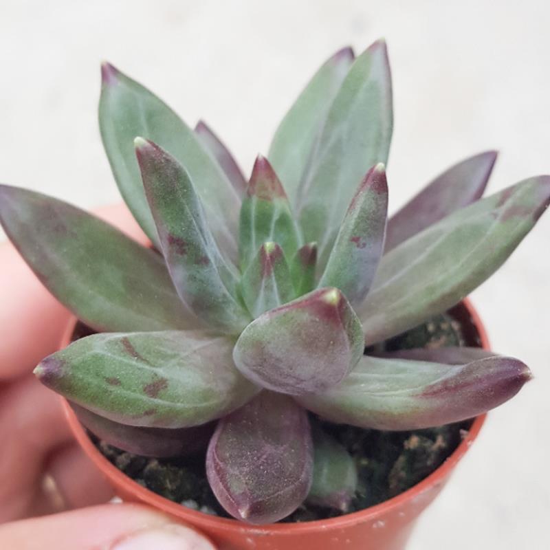 x Pachyveria Izar - 5.5cm