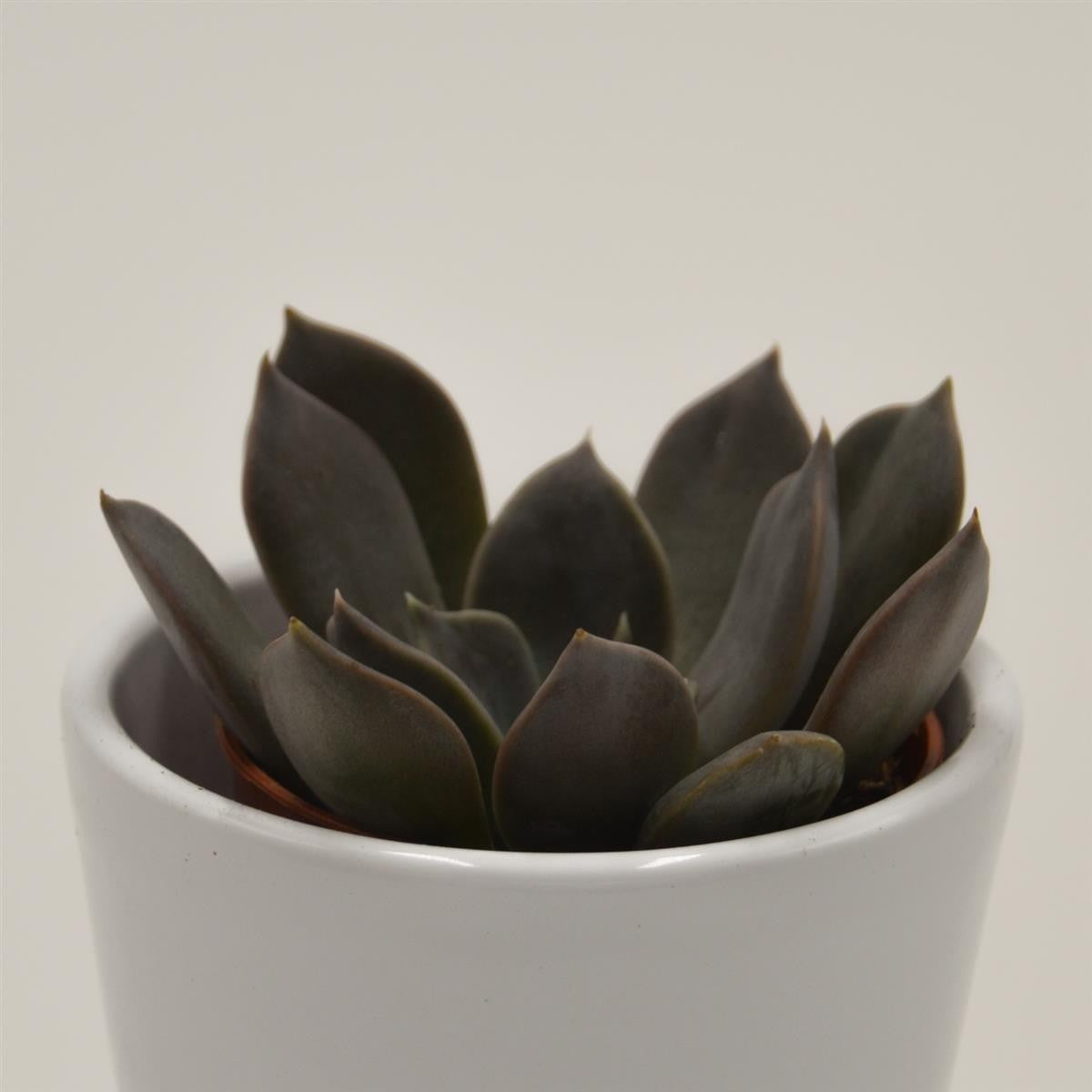 Echeveria Joost - 5.5cm