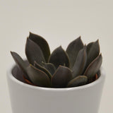 Echeveria Joost - 5.5cm
