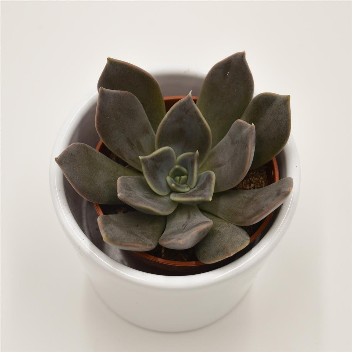 Echeveria Joost - 5.5cm