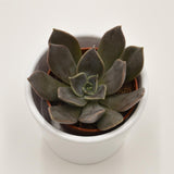 Echeveria Joost - 5.5cm