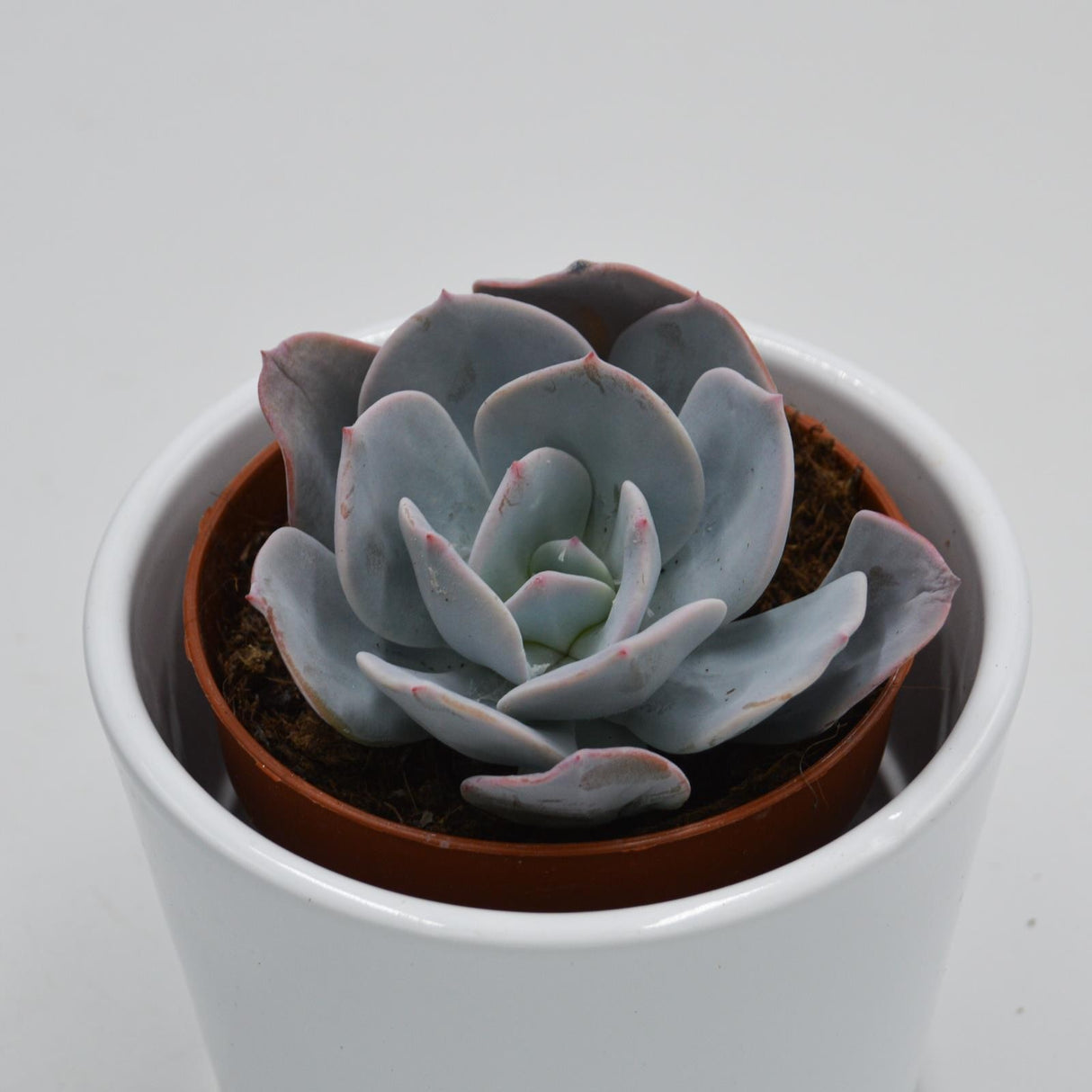 Echeveria Gila - 8.5cm