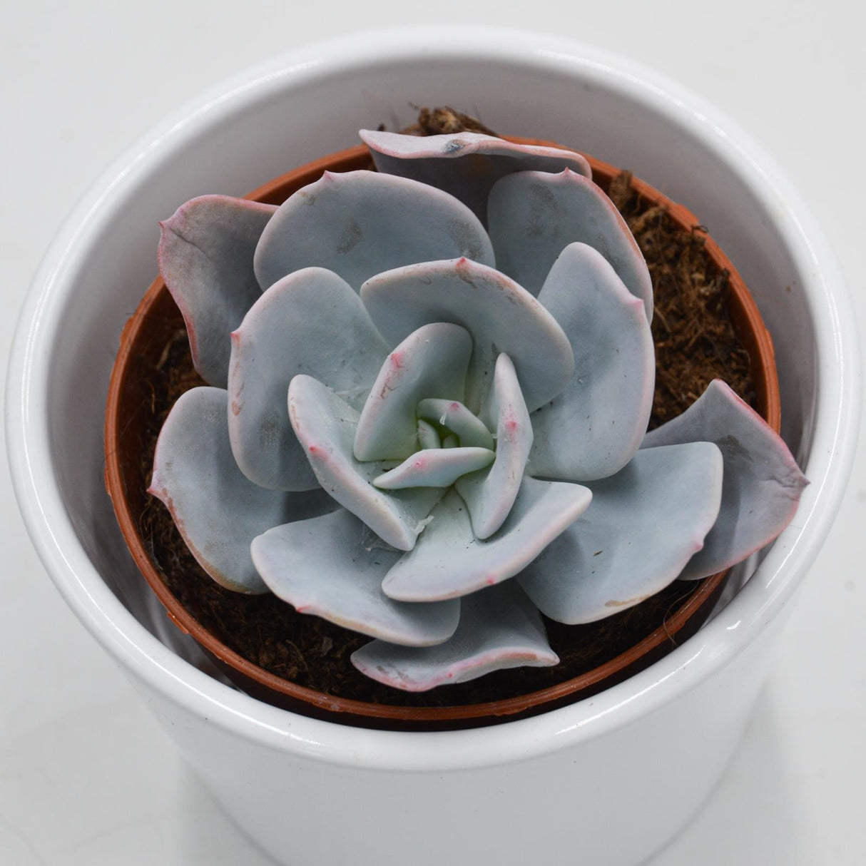 Echeveria Gila - 8.5cm