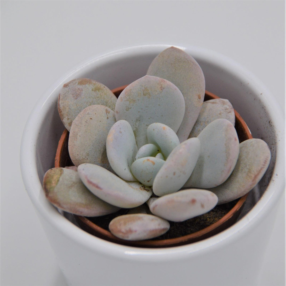 Echeveria laui - 5.5cm