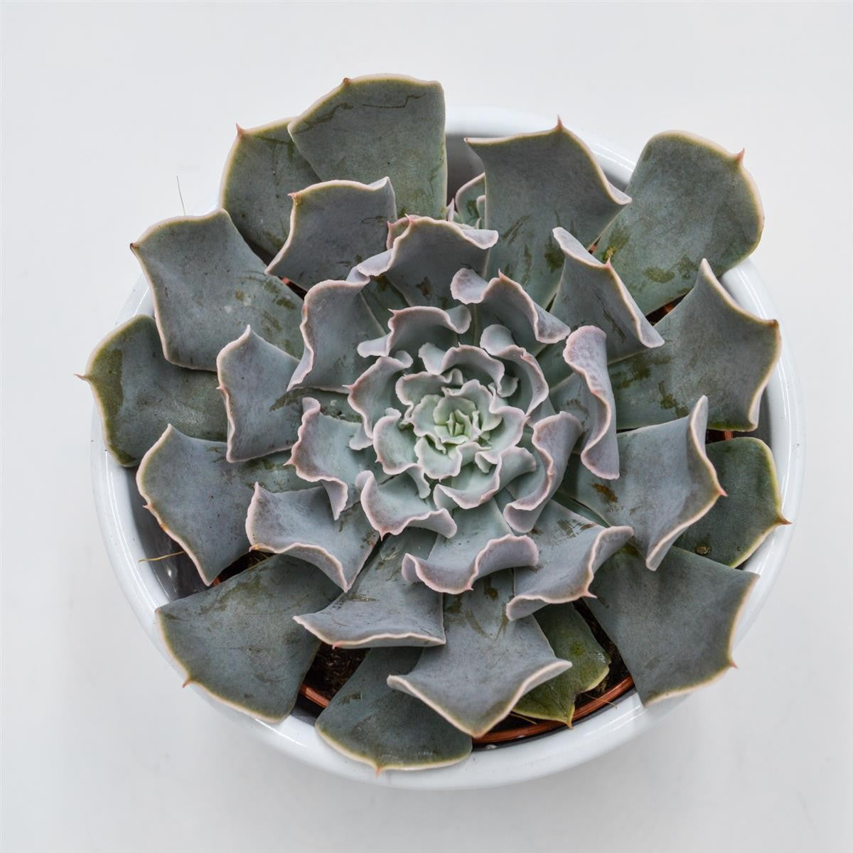 Echeveria Lavender Runes - 8.5cm