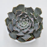 Echeveria Lavender Runes - 8.5cm