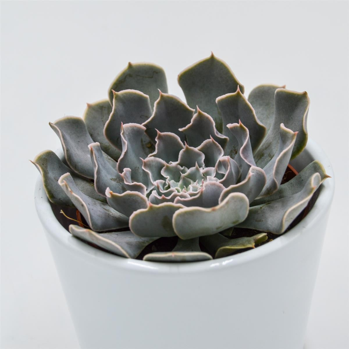 Echeveria Lavender Runes - 8.5cm