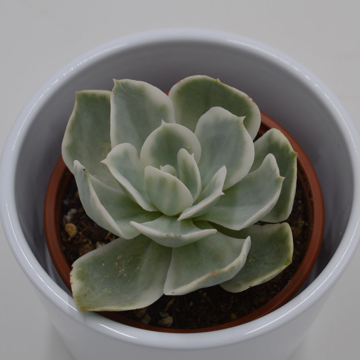 Echeveria Lemon Lime f. variegata - 8,5cm