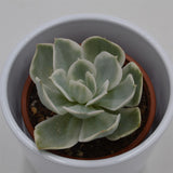 Echeveria Lemon Lime f. variegata - 8,5cm