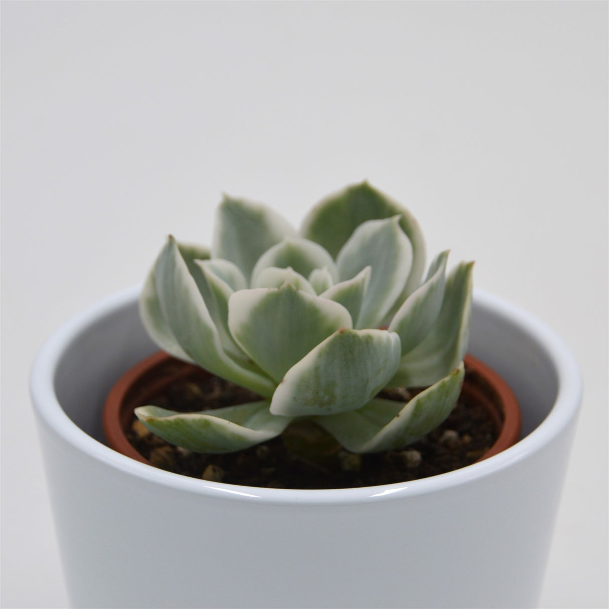 Echeveria Lemon Lime f. variegata - 8,5cm
