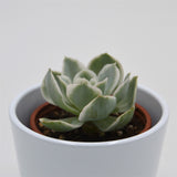 Echeveria Lemon Lime f. variegata - 8,5cm
