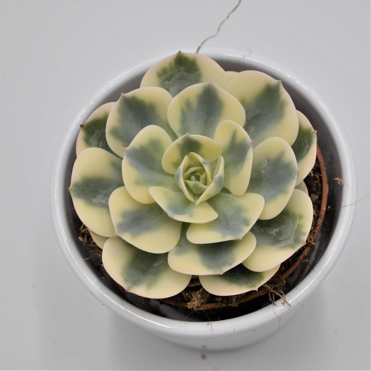 Echeveria Compton Carousel - 8,5cm