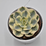 Echeveria Compton Carousel - 8,5cm