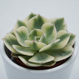 Echeveria Compton Carousel - 5,5cm
