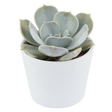 Echeveria lilacina - 6cm