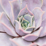 Echeveria lilacina - 17cm