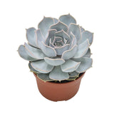 Echeveria lilacina - 10,5cm