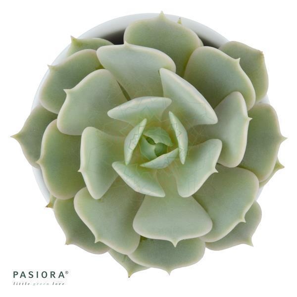 Enchanté Echeveria, 3 pieces