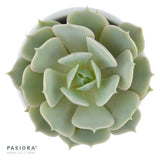 Enchanté Echeveria, 3 pieces